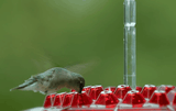 Ant Proof Hummingbird Feeder Outdoor Hanging Perch